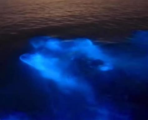 Avatar en la vida real: mira lo increíble que es nadar en.